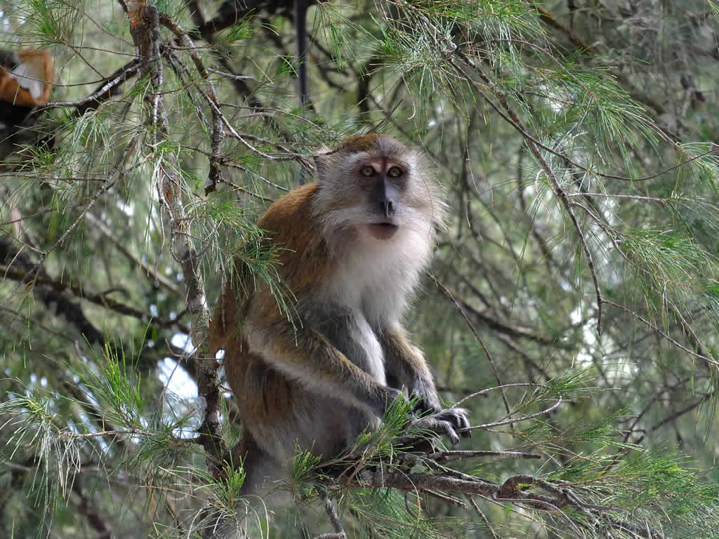 DSCF3530: Pulau Penang