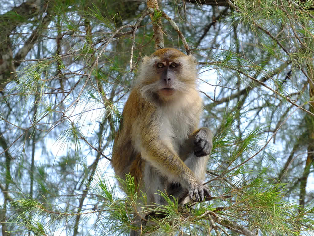DSCF3534: Pulau Penang