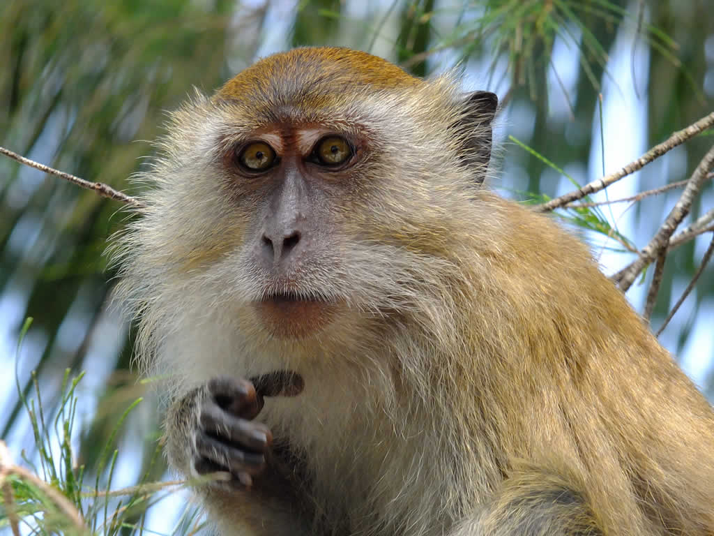 DSCF3547, Monkey Beach, National Park, Penang