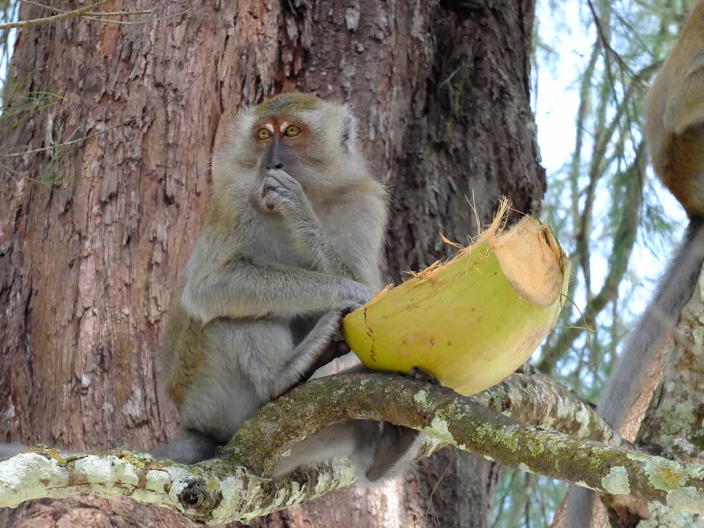 DSCF3549: Pulau Penang