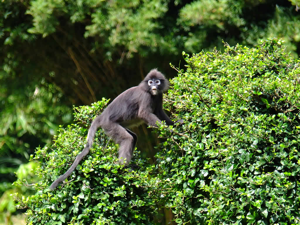 DSCF3786: Pulau Penang