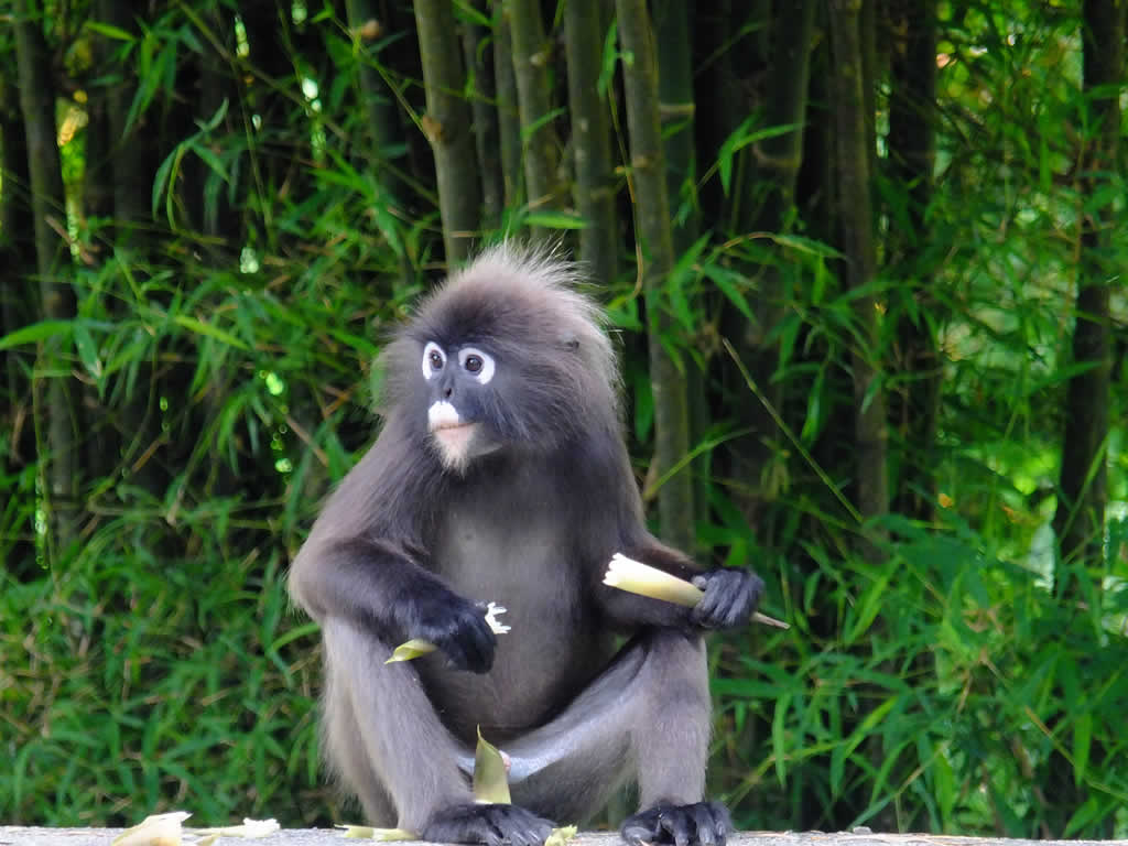 DSCF3804: Pulau Penang