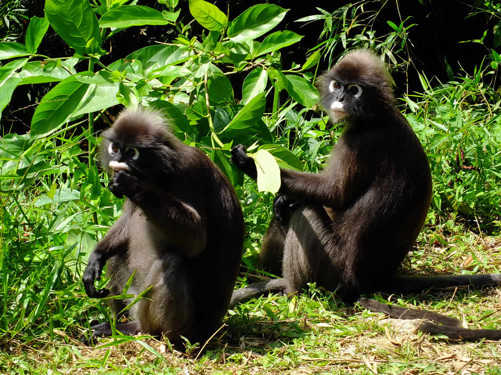 DSCF3843: Pulau Penang