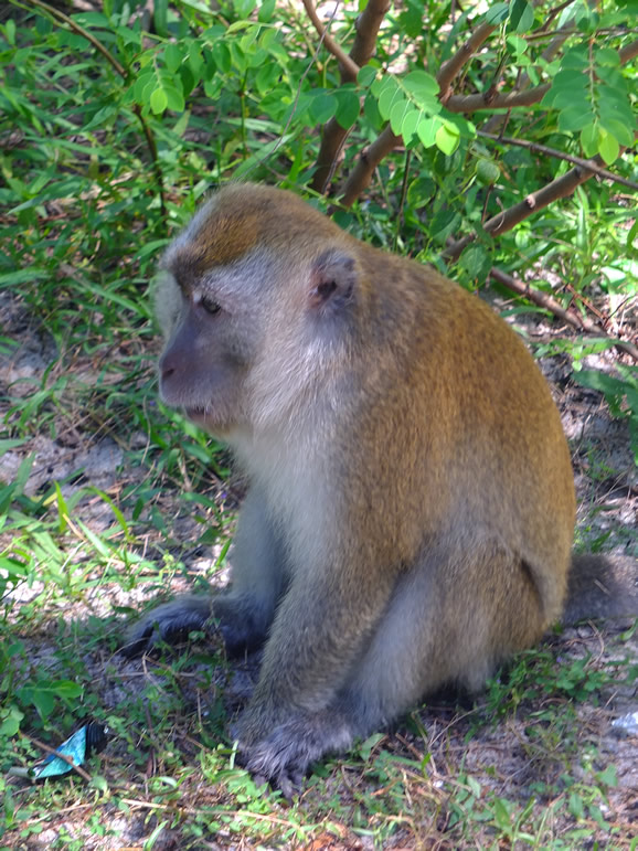 DSCF9460: Pulau Penang