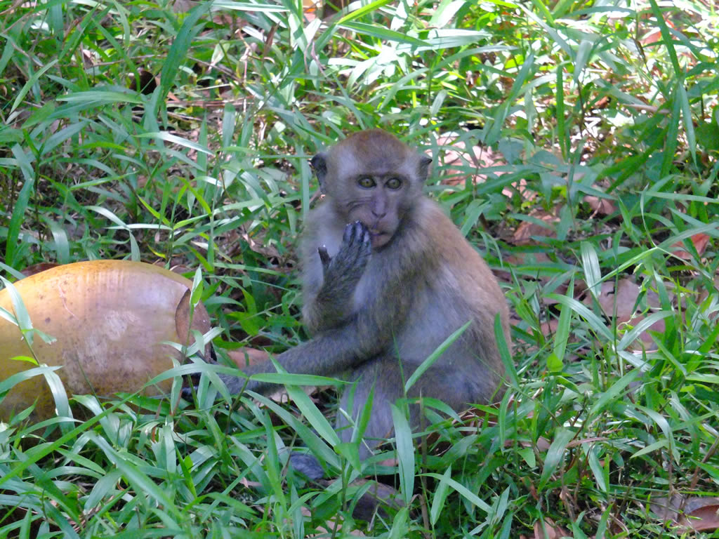 DSCF9476: Pulau Penang