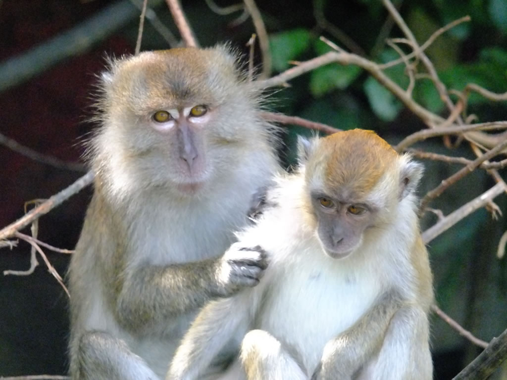 DSCF9650: Pulau Penang
