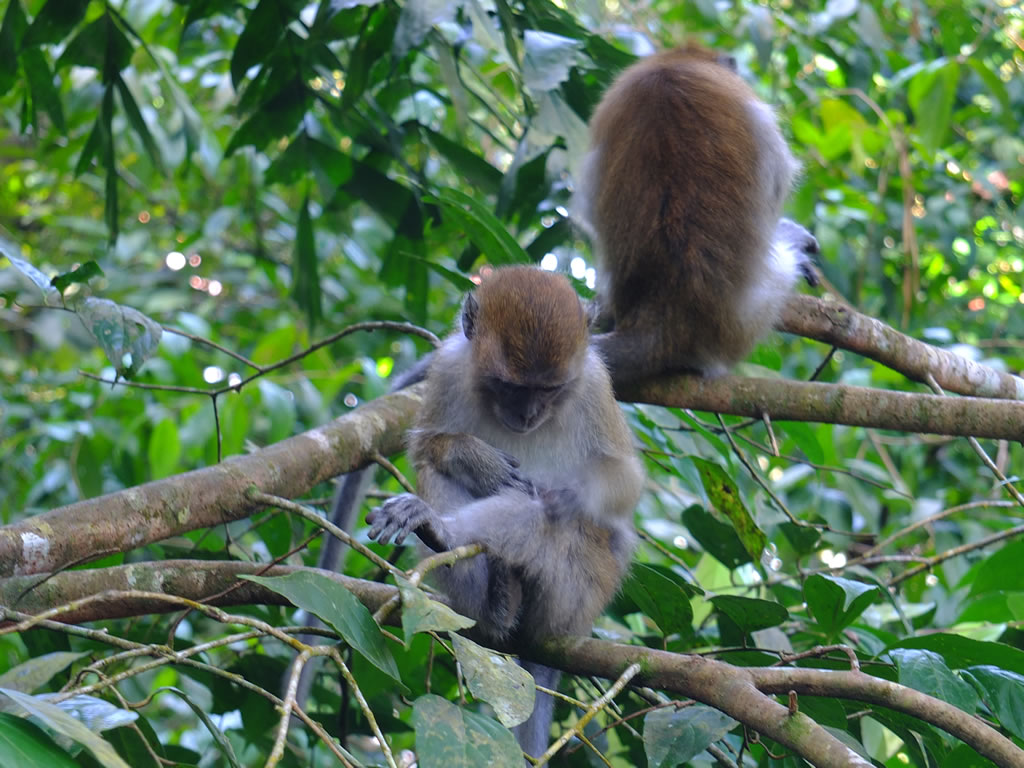 DSCF9676: Pulau Penang