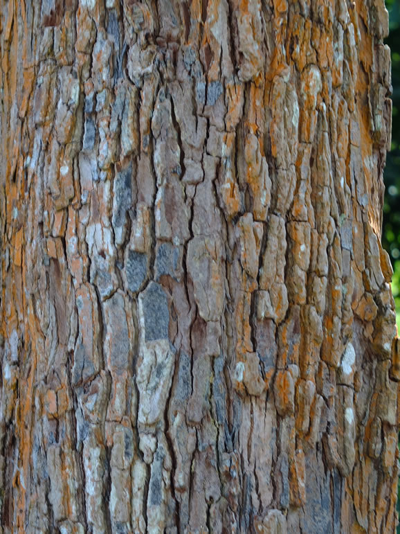 DSCF9681: Pulau Penang