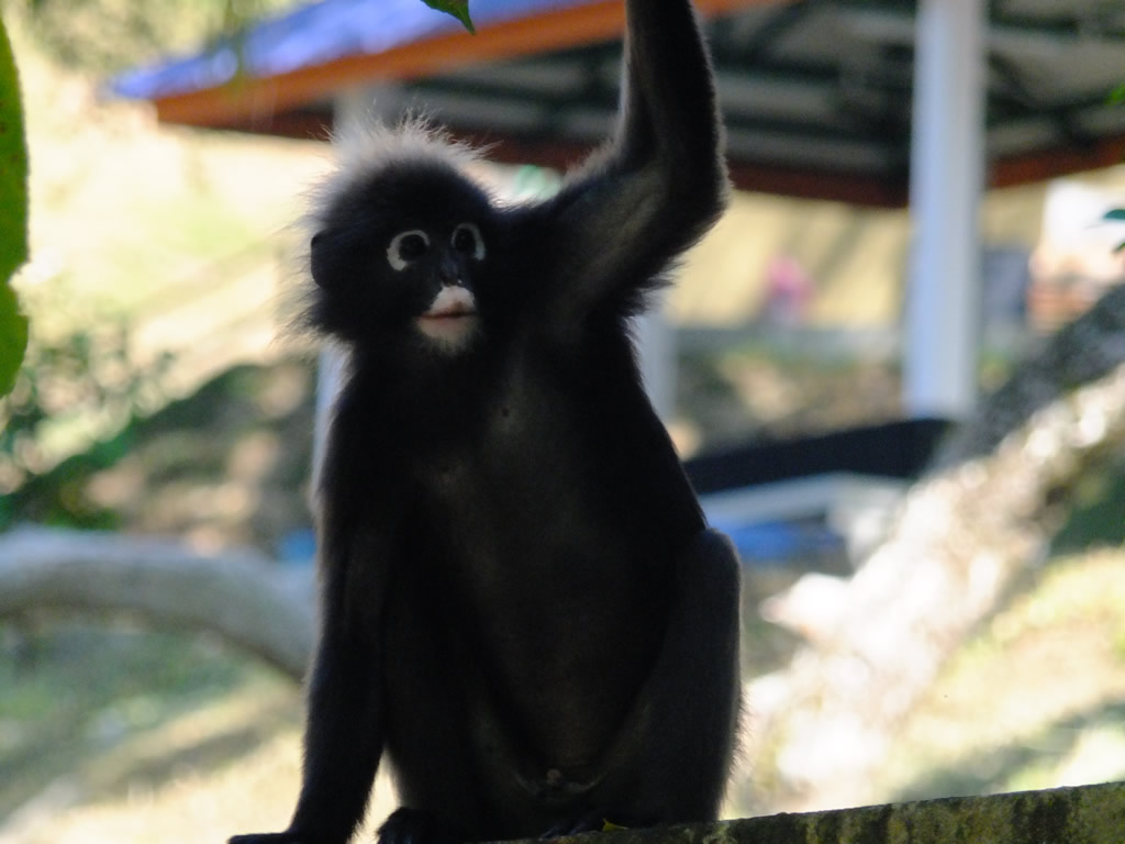 DSCF9729: Pulau Penang