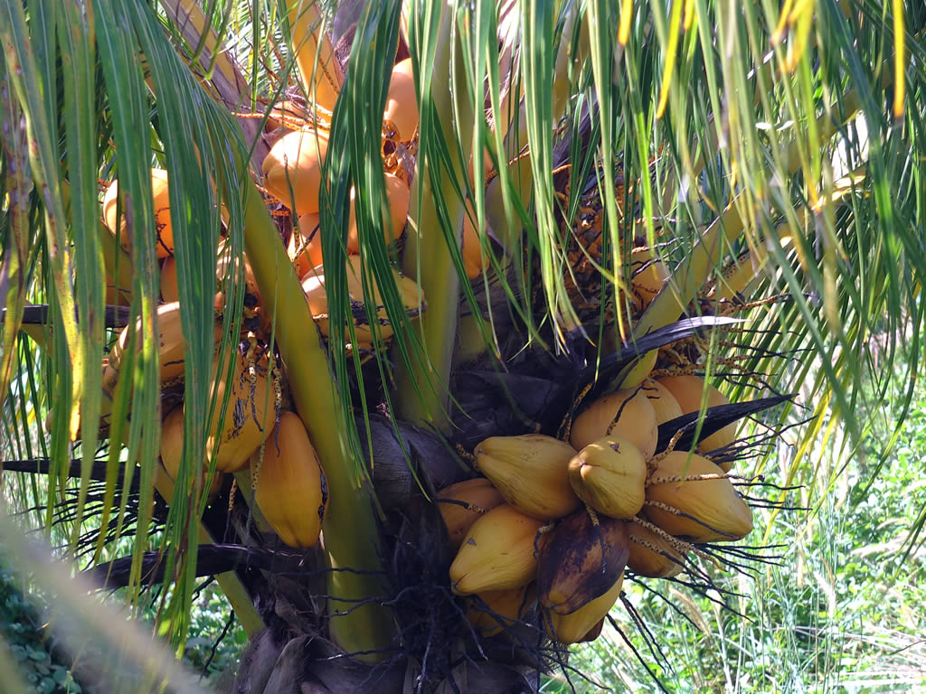 DSCF0056: Tip of Borneo  