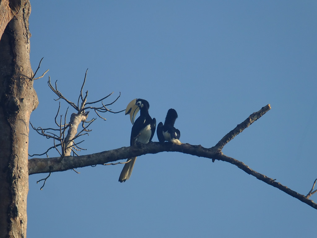 DSCF0244 Uncle Tan Camp Tip of Borneo  