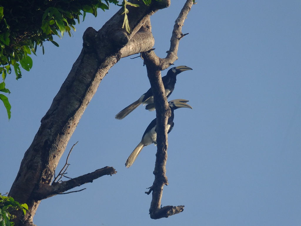 DSCF0248 Uncle Tan Camp Tip of Borneo  