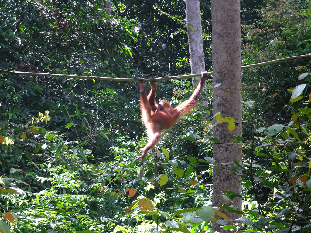 DSCF0306: Sepilok Urang Utan