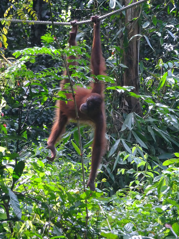 DSCF0317: Sepilok Urang Utan
