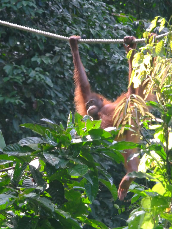 DSCF0318: Sepilok Urang Utan