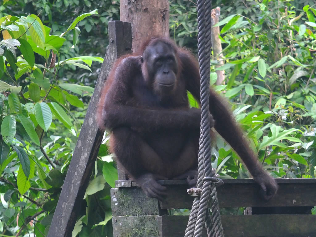 DSCF0342: Sepilok Urang Utan