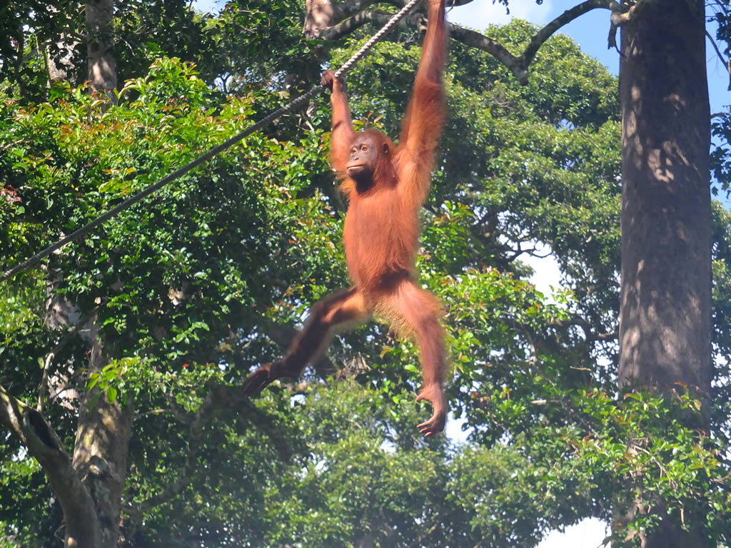 DSCF0344: Sepilok Urang Utan