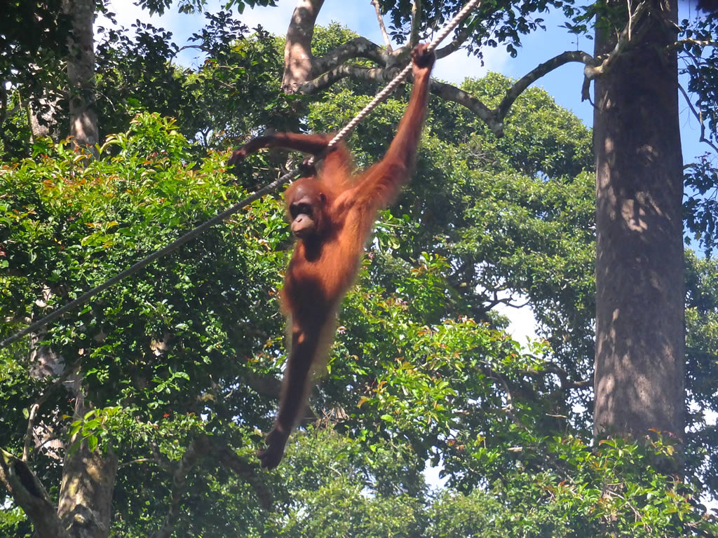 DSCF0345: Sepilok Urang Utan