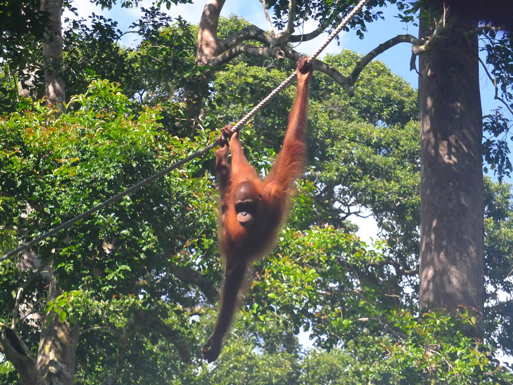 DSCF0346: Sepilok Urang Utan