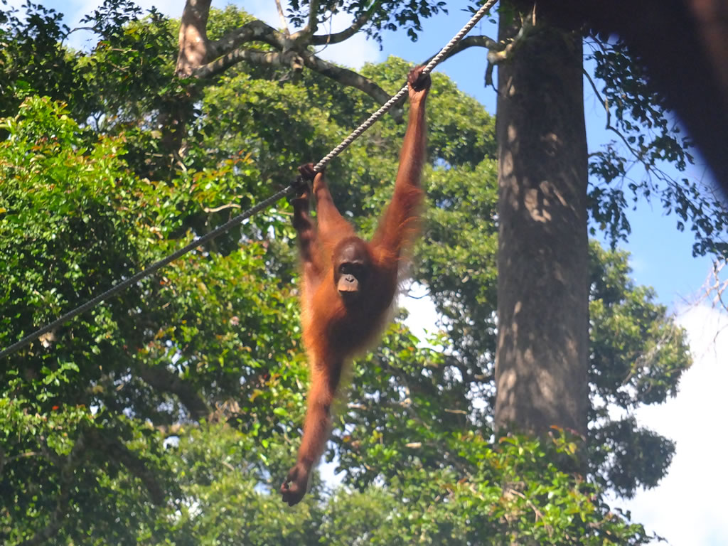 DSCF0347: Sepilok Urang Utan