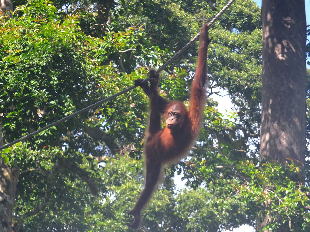 DSCF0349: Sepilok Urang Utan
