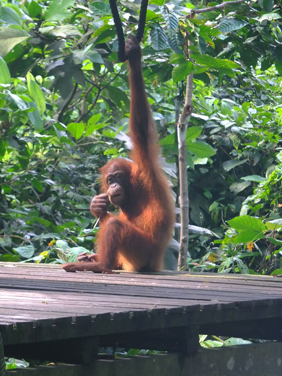 DSCF0359: Sepilok Urang Utan