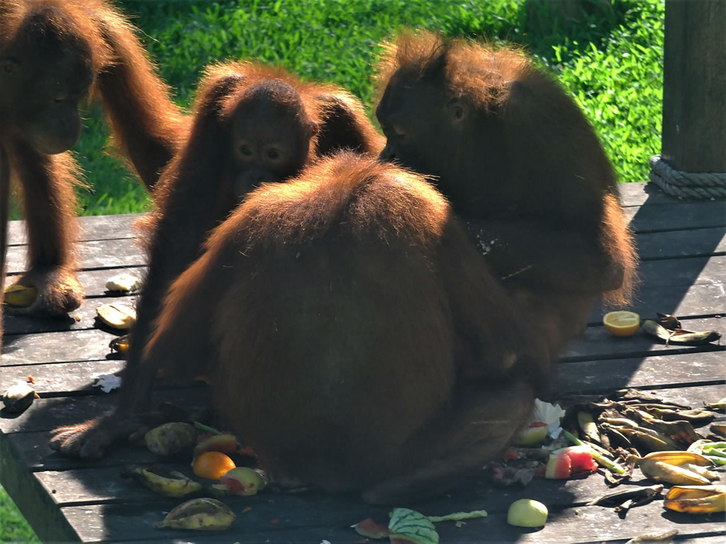 DSCF0403_E: Sepilok Urang Utan