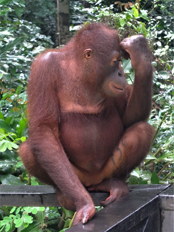 DSCF0493_E: Sepilok Urang Utan