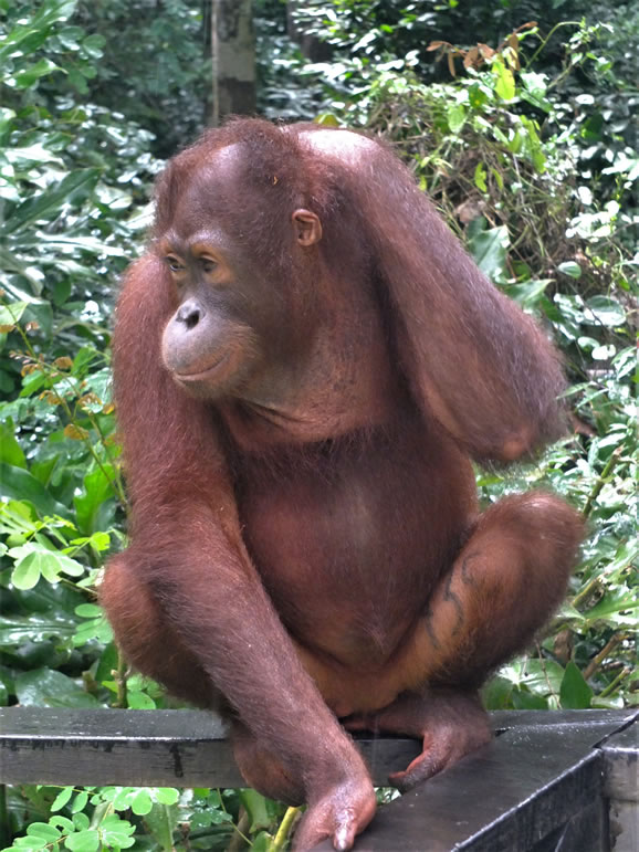 DSCF0494_E: Sepilok Urang Utan