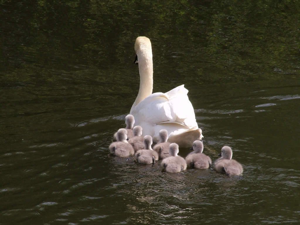 DSCF2065  Forth & Clyde Canal