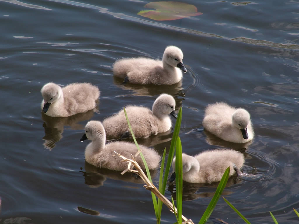 DSCF2083  Forth & Clyde Canal