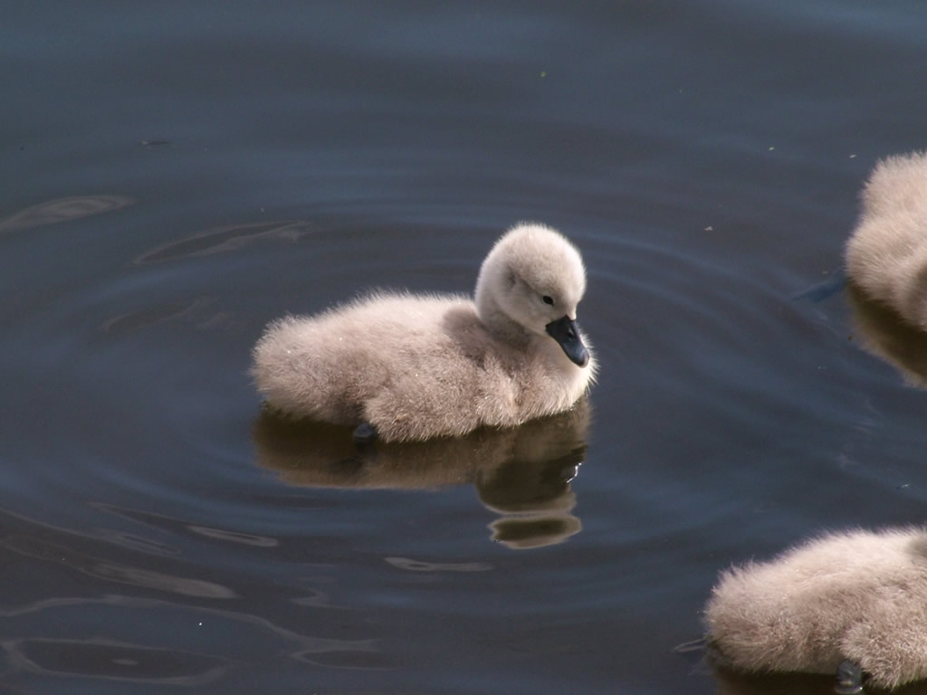 DSCF2088  Forth & Clyde Canal