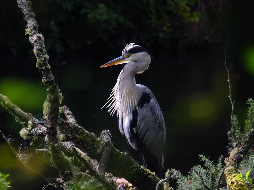 DSCF0229, Heron, Ness Islands, Inverness