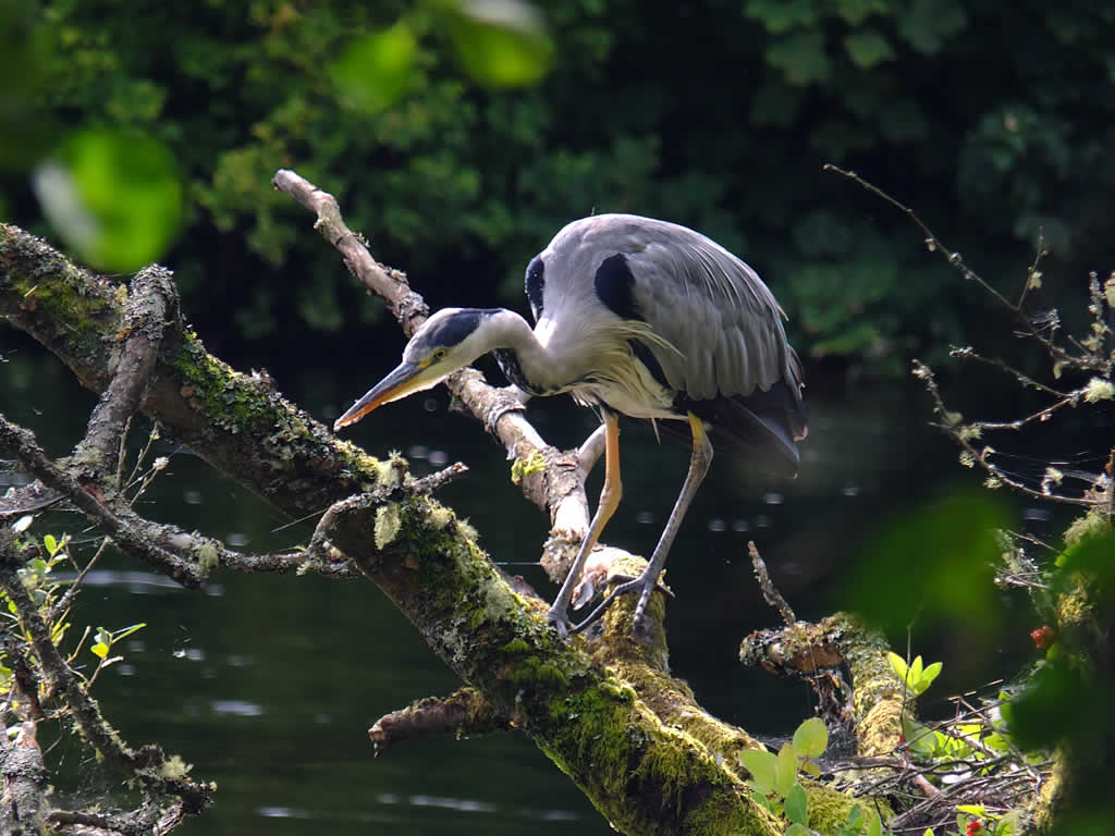 DSCF0257, Heron, Ness Islands, Inverness