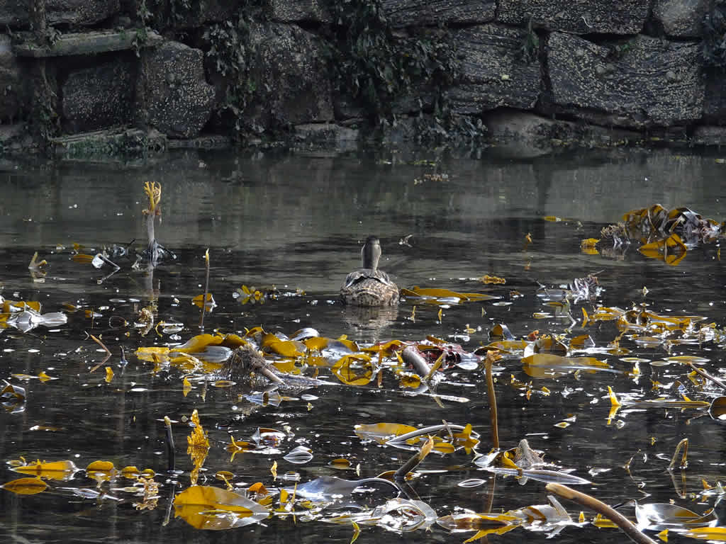 DSCF2553, Portsoy  Harbour