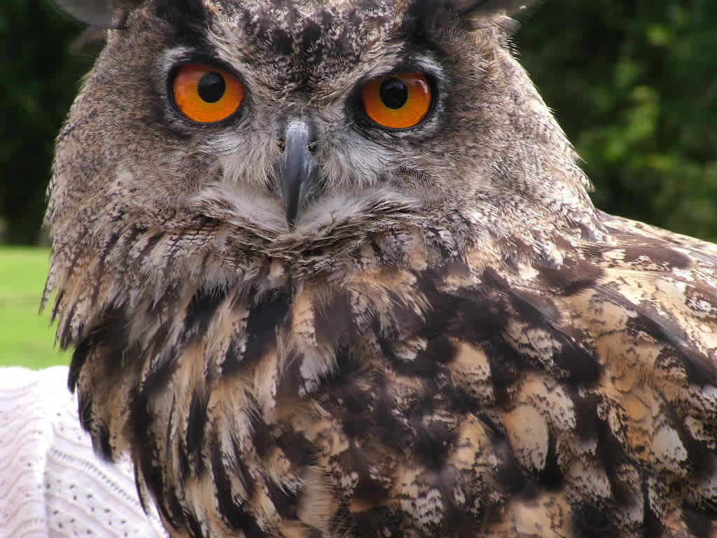 DSCF2929, Bobo / Eagle Owl, Kirkintilloch Show