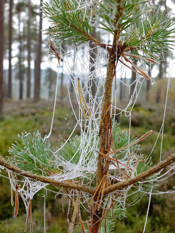 DSCF0030  Grantown on Spey