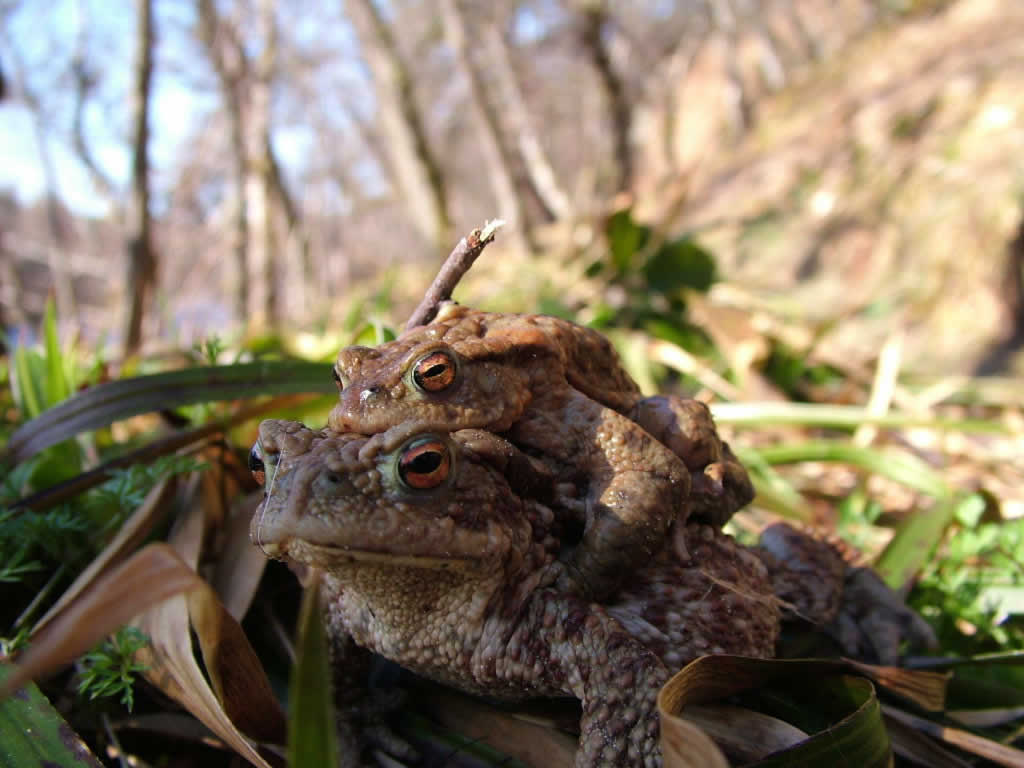 DSCF6028, Knockando, River Spey