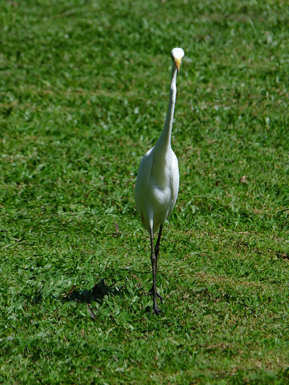 DSCF4201: Taiping Lake Gardens