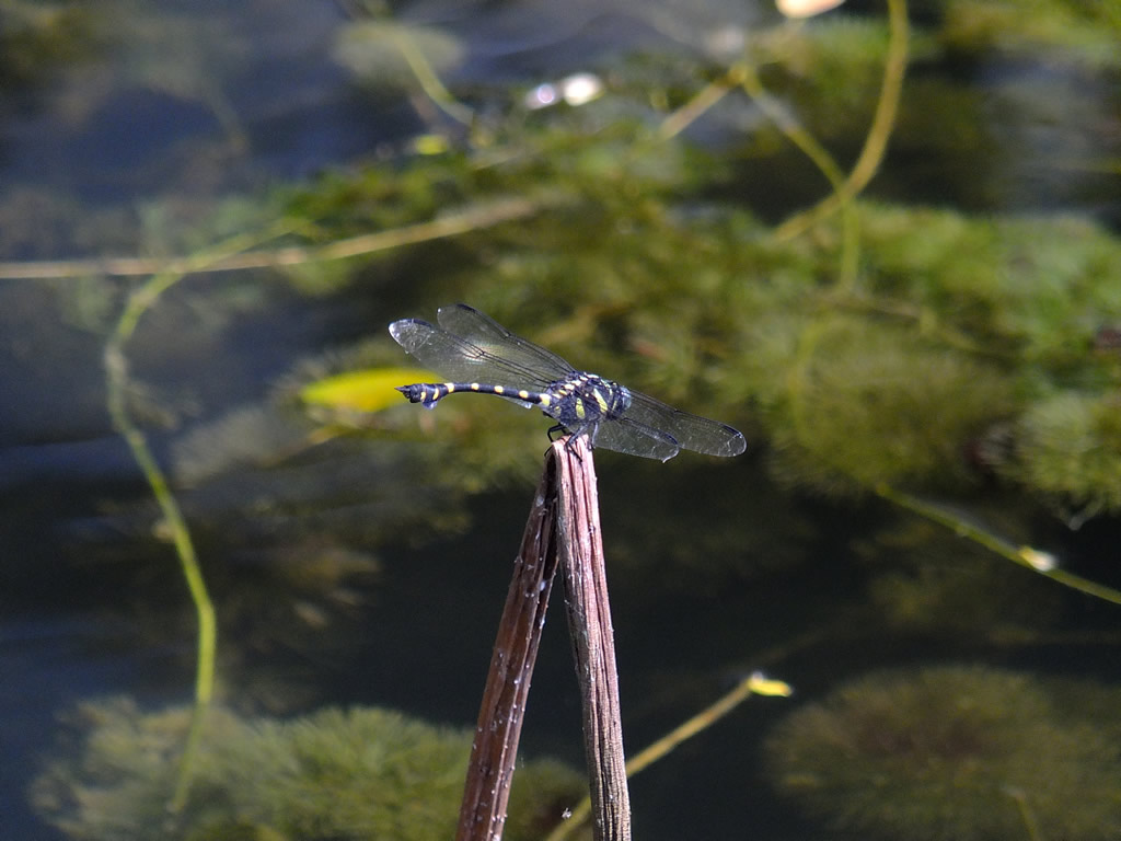 DSCF4212: Taiping Lake Gardens