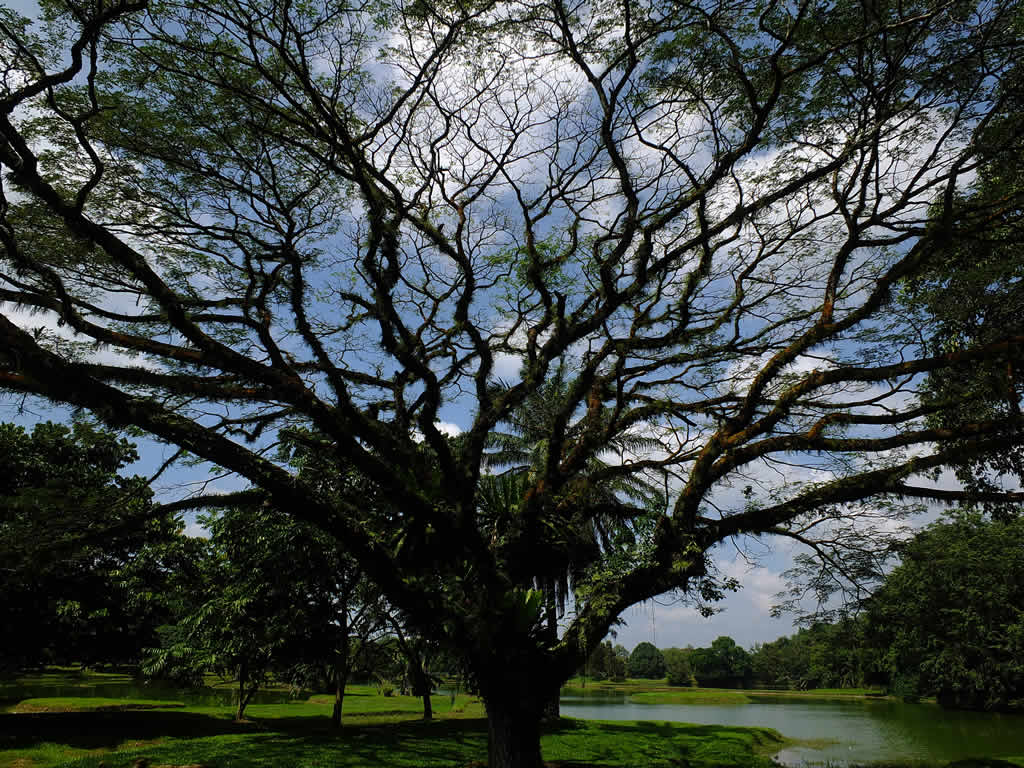 DSCF4224: Taiping Lake Gardens