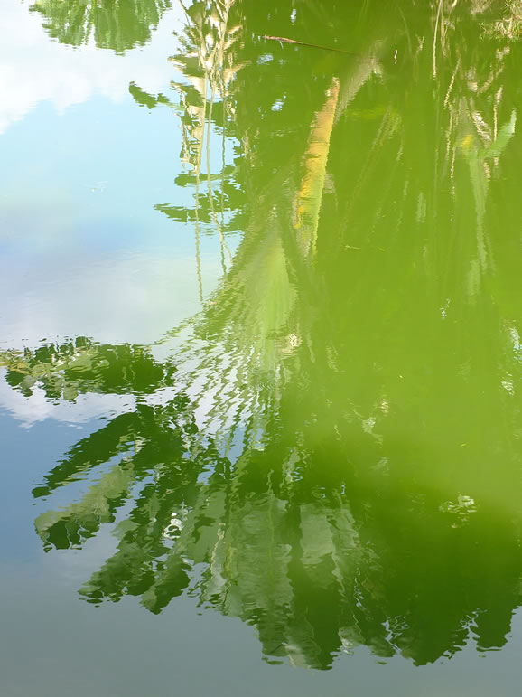 DSCF4242, Taiping Lake Gardens