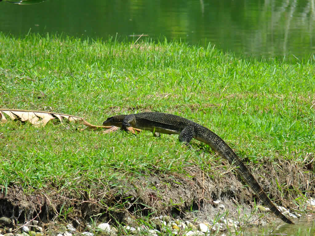 DSCF4249: Taiping Lake Gardens