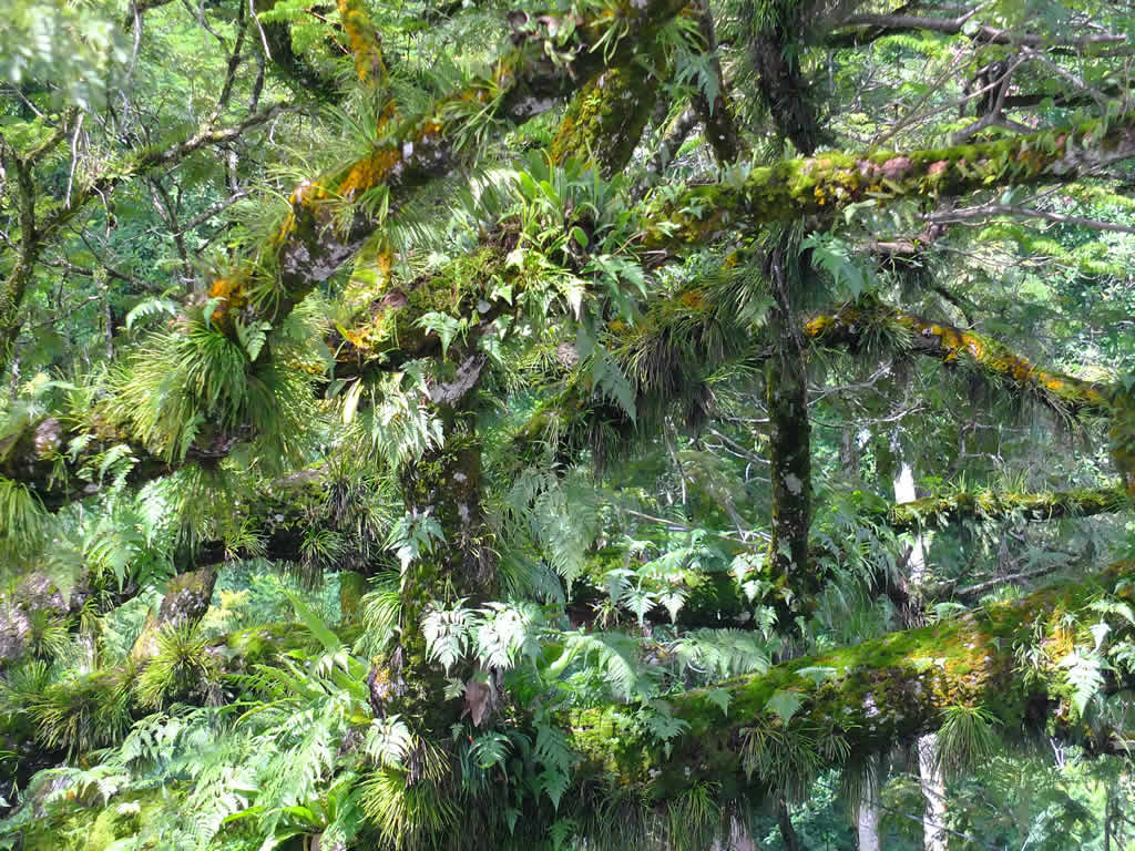 DSCF4290, Taiping Lake Gardens