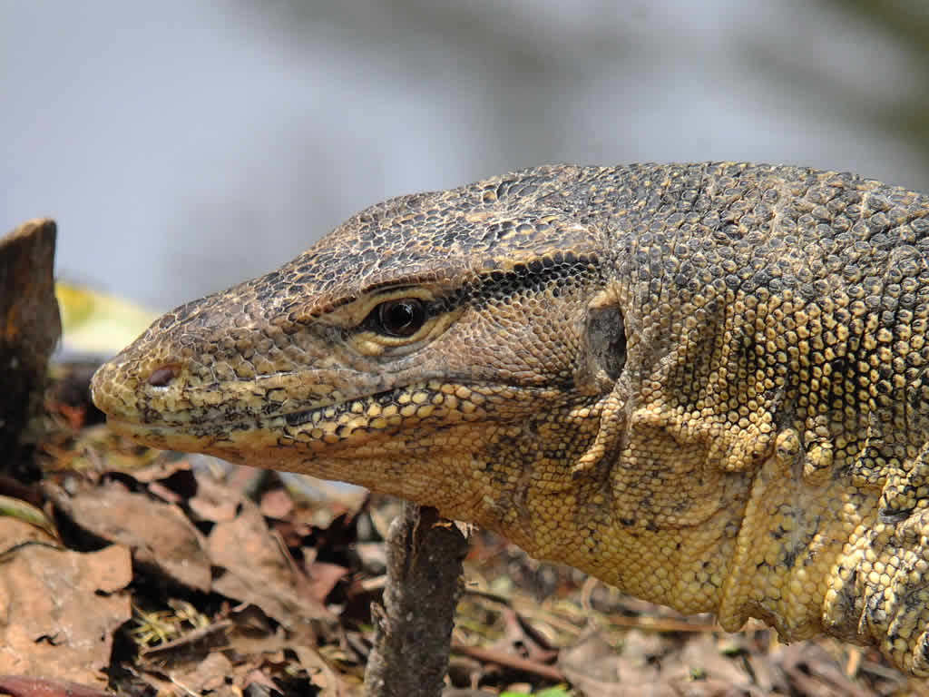 DSCF0575, Water Monitor Lizard, Pulau Perhentian Besar