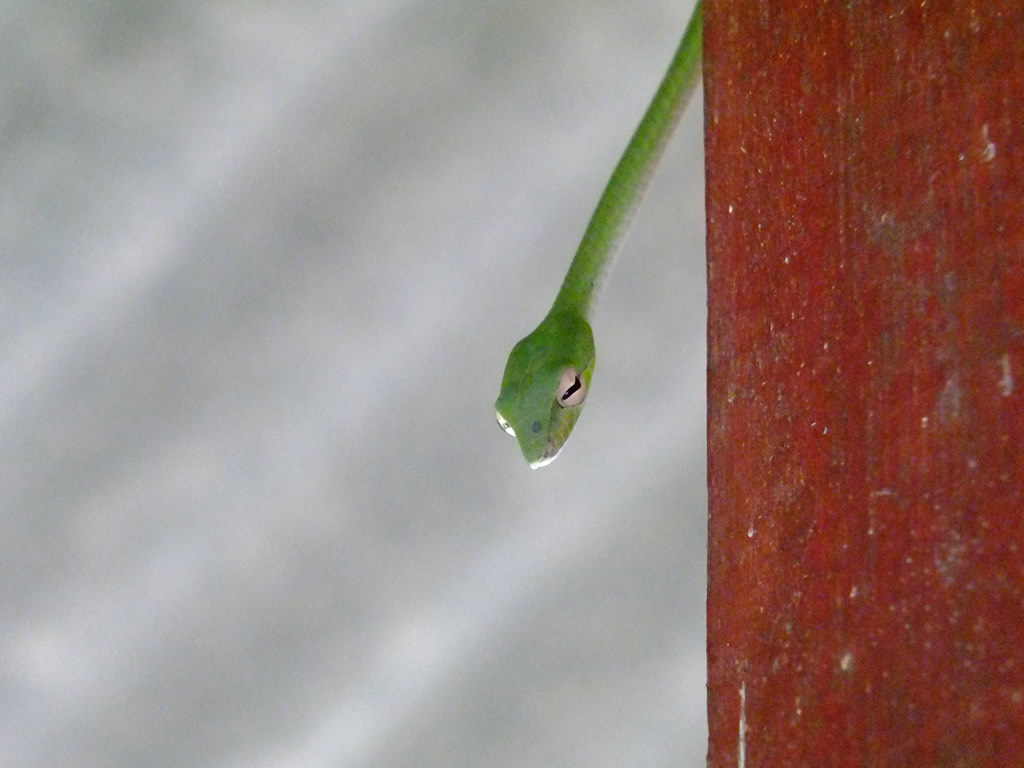 DSCF0627, Oriental Whip Snake, Pulau Perhentian Besar