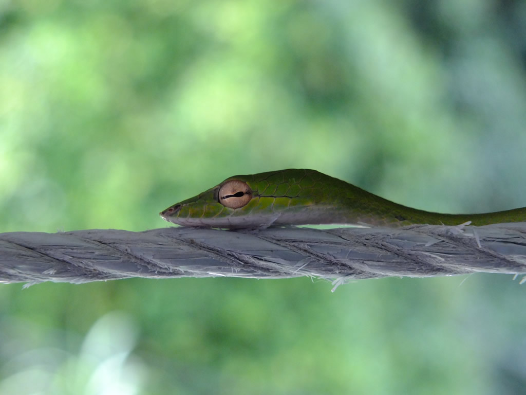 DSCF0640: Oriental Whip Snake, Pulau Perhentian Besar