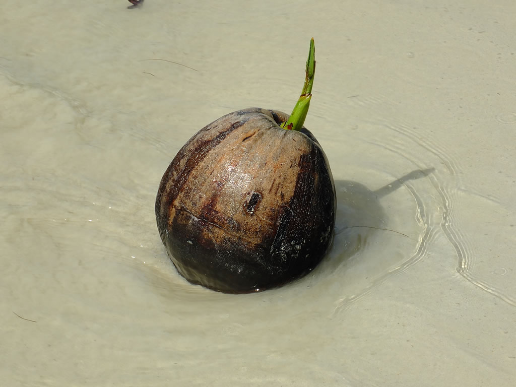 DSCF0654: Pulau Perhentian Besar