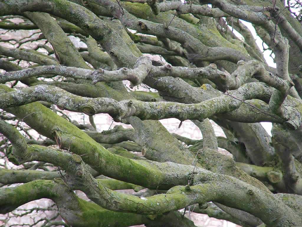 DSCF1852  Lindisfarne - Holy Isle