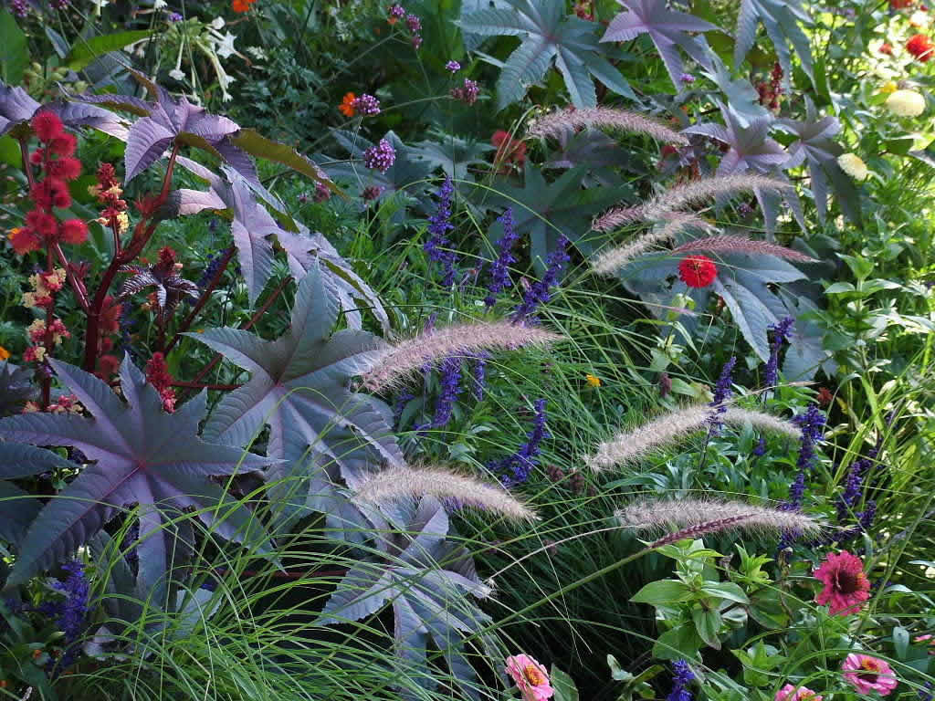 DSCF8656, Flowers, Weimar